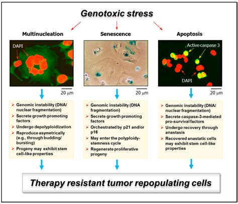 apoptosis assay elisa kit|markers of cell death.